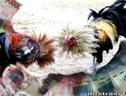 Aparat Diduga Jadi Tameng Perjudian Sabung Ayam Di Desa Belung Kecamatan Poncokusumo, Kabupaten Malang, Warga Dibungkam Ketakutan