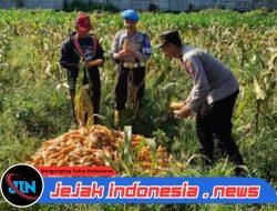Dukung Ketahanan Pangan Nasional: Polresta Malang Kota dan Gapoktan Panen 2,5 Ton Jagung