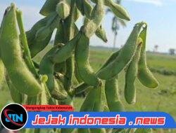 Akhirnya Desa Curah Cottok Berhasil Panen Perdana Edamame Dan Siap Dukung Pasar Domestik Maupun Ekspor