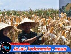 Kasdim 0825/Banyuwangi Hadiri Panen Raya Jagung Kuartal III Bersama Forkopimda