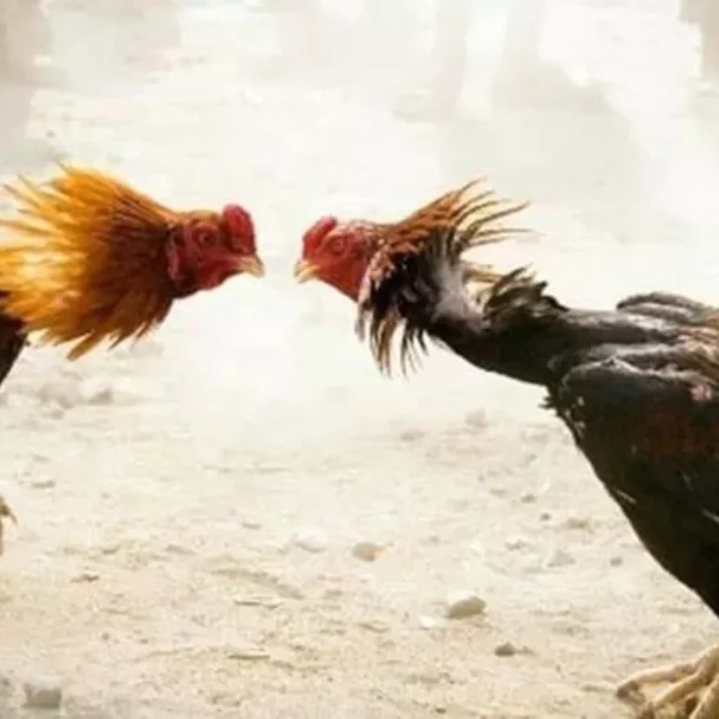 Omsite Ratusan Juta, Perjudian Sabung Ayam dan Dadu Desa Lempeni Kecamatan Tempeh Lumajang.