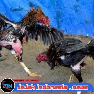 Muklis Bos Judi Sabung Desa Besuk Kecamatan Tempeh Kabupaten Lumajang, Kebal Hukum apa Atensi tinggi di Polres Lumajang!!!