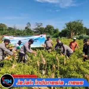 Wujudkan Program Ketahanan Pangan Polres Probolinggo Bersama Kelompok Tani Panen Jagung di Bantaran