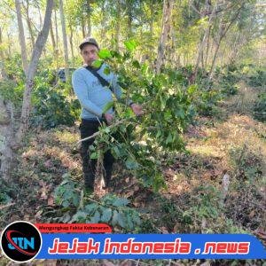 Aksi Pengrusakan Lahan & Penebangan Liar Tanaman Kopi Kembali Terjadi Di Wilayah Kebun Kali Gedang