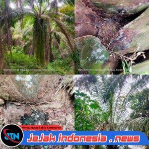 Terjadi lagi, beberapa bulan lalu gubuk dibakar dan tanaman di rusak, Ladang Sawit milik warga kembali di Racun sampai mati