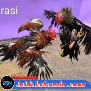 Warga Besuk Pasirian Mengeluhkan Dampak Sosial dan Psikologis Kalangan Judi Sabung Ayam di Desa Selok