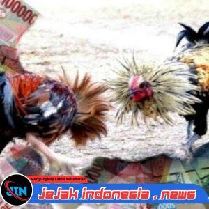 Diduga APH Polres Lumajang tak Bernyali, Judi Sabung Ayam Di Desa Jen-Jen Lempeni Kecamatan Tempeh Kabupaten lumajang “Aktivitas Lancar” 