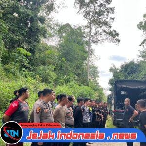 Satuan Brimob Polda Sumut Musnahkan 10 Hektar Ladang Ganja di Perbukitan Mandailing Natal
