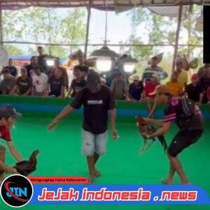 Diduga Setoran Lancar di APH setempat, Judi Sabung Ayam dan Dadu di Jombang Beroprasi Kembali Dengan Aman