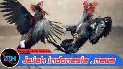Maraknya Judi Sabung di Desa Sidodadi, Kecamatan Tempurejo, Kabupaten Jember, Masyarakat Menanti Ketegasan Kapolres Jember 