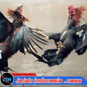 Maraknya Judi Sabung di Desa Sidodadi, Kecamatan Tempurejo, Kabupaten Jember, Masyarakat Menanti Ketegasan Kapolres Jember 