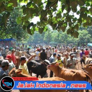 APH Tutup Mata, Pasar Sapi Mingguan Di Glagahwero, Kecamatan Kalisat, Kabupaten Jember Diduga Menjadi Ajang Tempat Perjudian