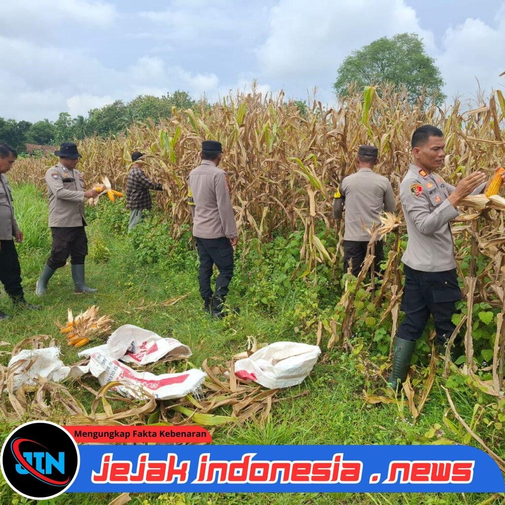Polres serang Gelar Panen Jagung di Lahan Seluas 1, 5 Hektar di Tunjung Teja
