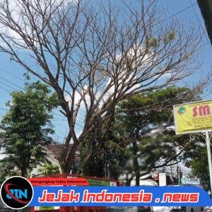 Pohon Tua Lapuk di Jalur Srono Ancam Keselamatan, Warga Minta Dinas PU Segera Bertindak
