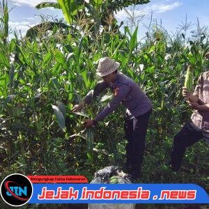 Dukung Ketahanan Pangan, Polres Klungkung dan Polsek Banjarangkan Panen Raya Jagung Manis di Subak Lunjungsari.