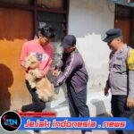 Vaksinasi Rabies di Desa Kedisan, Bhabinkamtibmas Lakukan Monitoring
