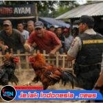 Aroma Pembiaran di Balik Maraknya Judi Sabung Ayam, Polres Jember Dituding Tutup Mata