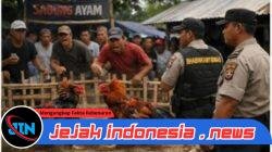 Aroma Pembiaran di Balik Maraknya Judi Sabung Ayam, Polres Jember Dituding Tutup Mata