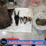 Perdagangan Ilegal Satwa Dilindungi Digagalkan di Sipirok, Polisi Amankan Sisik Trenggiling hingga Kulit Kijang