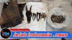Perdagangan Ilegal Satwa Dilindungi Digagalkan di Sipirok, Polisi Amankan Sisik Trenggiling hingga Kulit Kijang