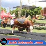 Parade Sapi Jumbo di Kontes, Pameran, dan Bursa Ternak, Ajang Promosi Ternak Unggul Banyuwangi
