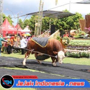 Parade Sapi Jumbo di Kontes, Pameran, dan Bursa Ternak, Ajang Promosi Ternak Unggul Banyuwangi