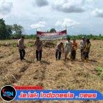 Dukung Program Ketahanan Pangan Polsek Kragilan Tanam Jagung di Lahan Seluas Dua Hektar di Desa Dukuh