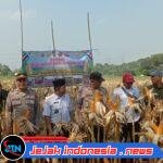 Sinergi Polsek Balaraja dan Kades Sukamulya dalam Giat Panen Jagung Program 1 Desa 2 Hektar di Wilayah