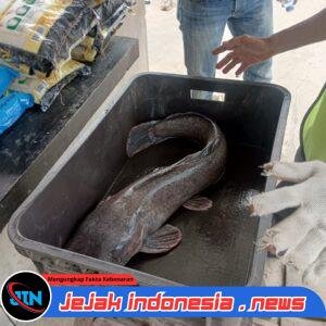 Semarak HARLAH ke-15 GRIB Jaya, DPC Banyuwangi Gelar Lomba Mancing Lele Berhadiah Rp15 Juta