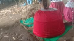 Judi Sambung Ayam di Tegal Boto Kidul, Sumbersari, Diduga Atensi menutup mata APH