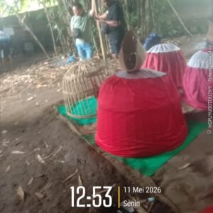 Judi Sambung Ayam di Tegal Boto Kidul, Sumbersari, Diduga Atensi menutup mata APH