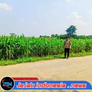 Polsek Panongan Monitoring Pertumbuhan Jagung di Desa Ranca Iyuh, Dukung Program Ketahanan Pangan Nasional