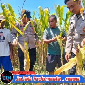 Polresta Sidoarjo Gelorakan Swasembada Pangan Dampingi Warga Tani Kelola Jagung Hibrida