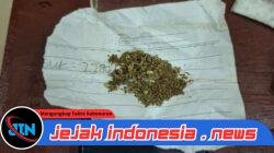 Seorang Pengedar Narkoba Jenis Sabu Dan Ganja Bersama Pacarnya Berhasil Ditangkap Satresnarkoba Polres Palas