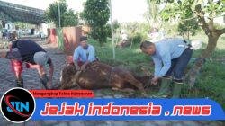 Di Balik Kesibukan di Dunia Media, Martha Yofi Winata Ternyata Ahli Jagal Sapi Kurban
