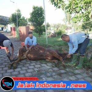 Di Balik Kesibukan di Dunia Media, Martha Yofi Winata Ternyata Ahli Jagal Sapi Kurban