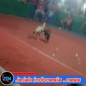 Aroma Pembiaran di Balik Maraknya Judi Sabung Ayam Kemirian, Kecamatan Tamanan, Milik Candra Polres Bondowoso Dituding Tutup Mata