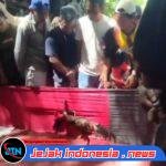 Masyarakat Desak Polres Probolinggo, Tutup Perjudian Sabung Ayam dan Ancaman Kejahatan Turunan di Desa triwungan