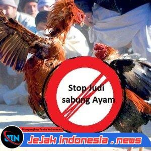 Diduga APH Setempat Mendapat Atensi, Aktivitas Judi Sabung Ayam dan Dadu di Desa Ketting, Dusun Keccik, Kecamatan Jombang, Mebuat Warga Resah
