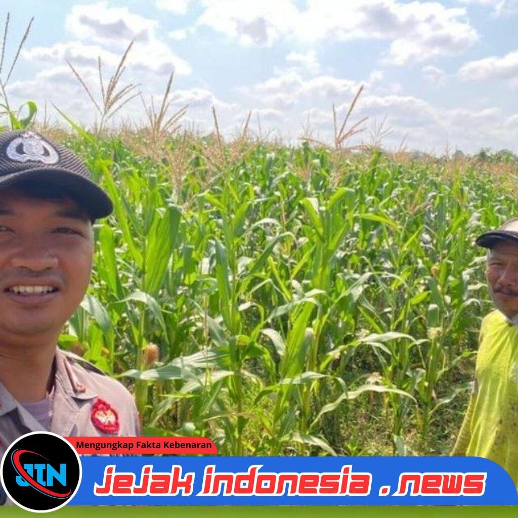 Bhabinkamtibmas Polsek Tegalsari Dampingi dan Monitor Pertumbuhan Tanaman Jagung Warga untuk Dukung Ketahanan Pangan
