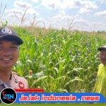 Bhabinkamtibmas Polsek Tegalsari Dampingi dan Monitor Pertumbuhan Tanaman Jagung Warga untuk Dukung Ketahanan Pangan