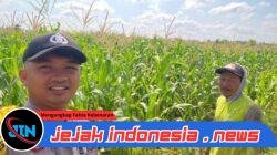 Bhabinkamtibmas Polsek Tegalsari Dampingi dan Monitor Pertumbuhan Tanaman Jagung Warga untuk Dukung Ketahanan Pangan