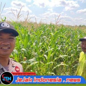 Bhabinkamtibmas Polsek Tegalsari Dampingi dan Monitor Pertumbuhan Tanaman Jagung Warga untuk Dukung Ketahanan Pangan
