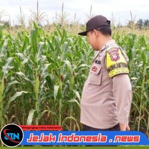 Bhabinkamtibmas Polsek Kalipuro Pantau Panen Jagung Warga, Dukung Program Ketahanan Pangan Nasional