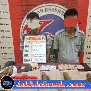 Satres Narkoba Polres Padang Lawas Tangkap Dua Terduga Pengedar Ganja, Ratusan Gram Barang Bukti Disita
