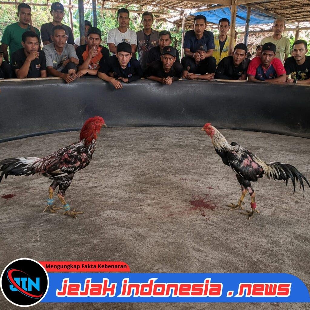 Diduga Kembali Beroperasi, Aktivitas Sabung Ayam di Desa Andongsari Jember Jadi Sorotan Warga, Polda Jatim Diharapkan Bertindak