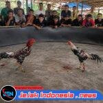 Diduga Kembali Beroperasi, Aktivitas Sabung Ayam di Desa Andongsari Jember Jadi Sorotan Warga, Polda Jatim Diharapkan Bertindak