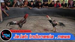 Diduga Kembali Beroperasi, Aktivitas Sabung Ayam di Desa Andongsari Jember Jadi Sorotan Warga, Polda Jatim Diharapkan Bertindak