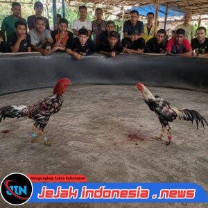 Diduga Kembali Beroperasi, Aktivitas Sabung Ayam di Desa Andongsari Jember Jadi Sorotan Warga, Polda Jatim Diharapkan Bertindak