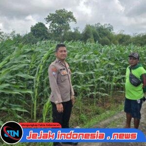 *Bhabinkamtibmas Polsek Kalipuro Monitoring Pertumbuhan Tanaman Jagung Warga untuk Dukung Ketahanan Pangan*